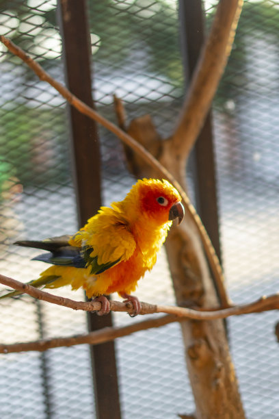 可爱的太阳conure鹦鹉在手图片下载