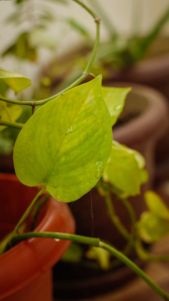 热带' epipremum金色大理石女王' pothos房子植物或印度钱植物与绿色的叶子与白色的杂色在花盆股票照片图片下载