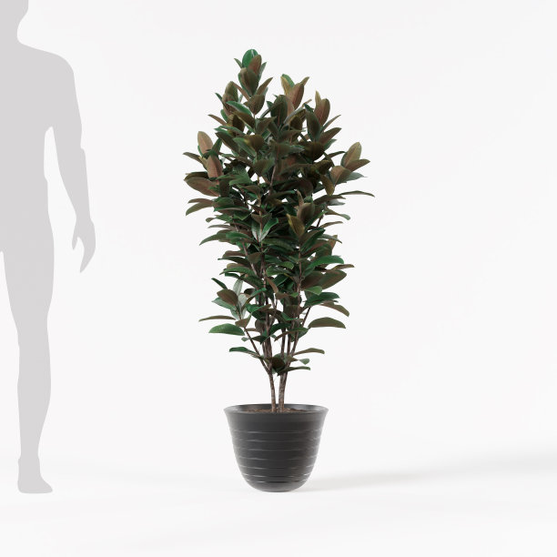 装饰榕树种植在黑色陶瓷花盆隔离在白色背景上，图片下载