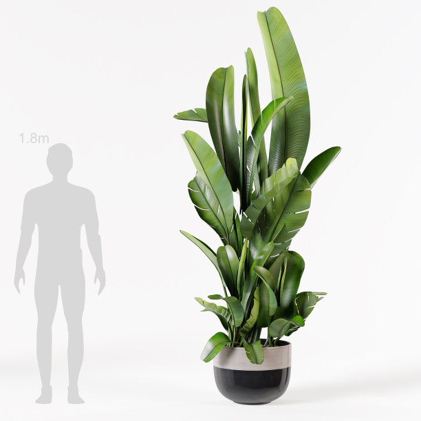 装饰香蕉植物在黑色陶瓷花盆孤立在白色背景，大型现代室内植物。图片下载