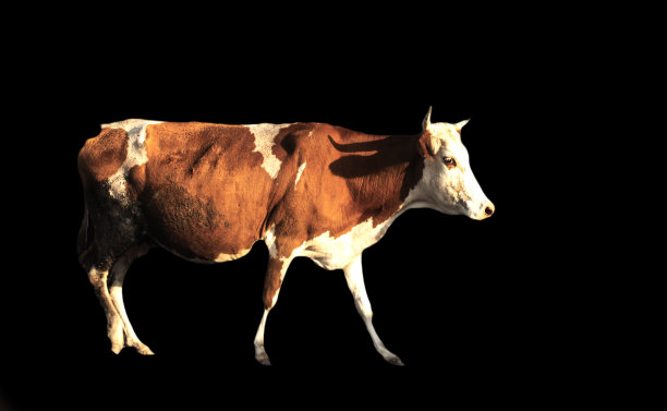 牛孤立在黑色背景上图片下载