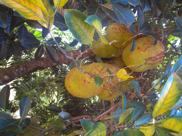 马达加斯加图片下载