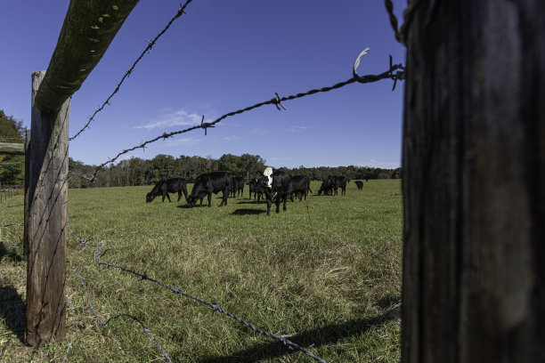 透过带刺的铁丝网看到一群肉牛图片下载
