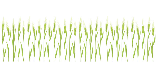 大麦绿地。农村景观。农业部谷物丰收。绿草草甸。矢量插图。副本的空间。图片下载