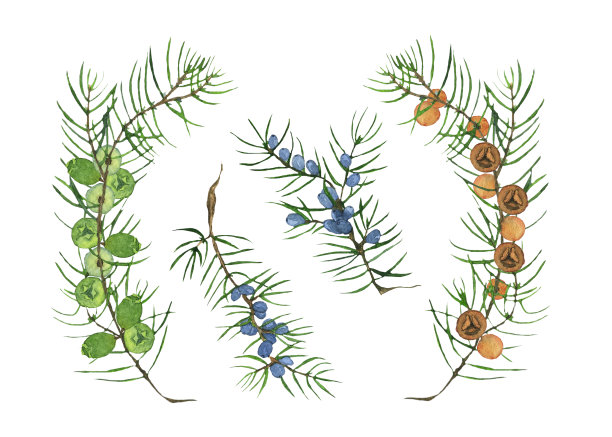 三枝杜松与蓝色，红色，绿色浆果孤立在白色背景上。松柏常绿树枝水彩手绘插图。剪辑艺术。图片下载