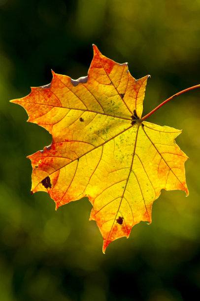 阿霍恩布拉特图片下载