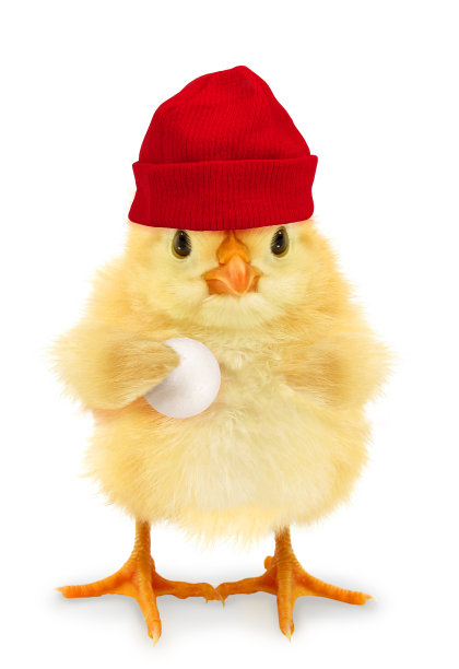 可爱的小鸡带着红色的冬帽和雪球有趣的概念照片。寒冷季节概念概念。有趣的小动物图片下载