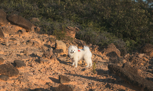小狗徒步旅行图片下载