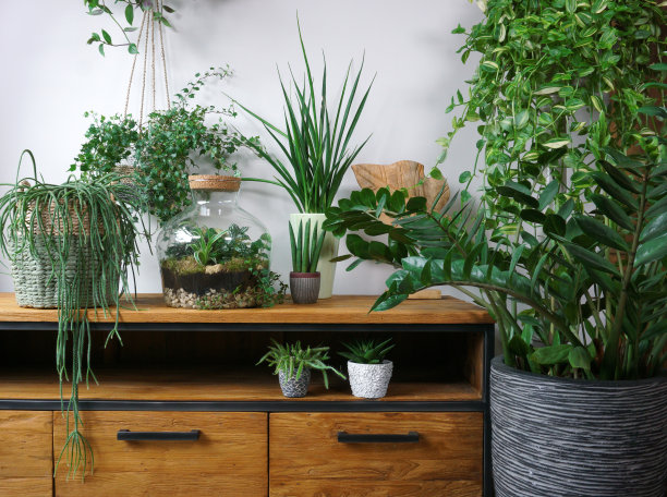 不同的有机室内植物与餐桌上的装饰品。家居花园绿色工业室内的组成。城市丛林内部的室内植物。杂志的绿色概念。图片下载