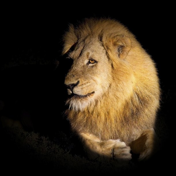 夜晚的年轻雄狮图片下载