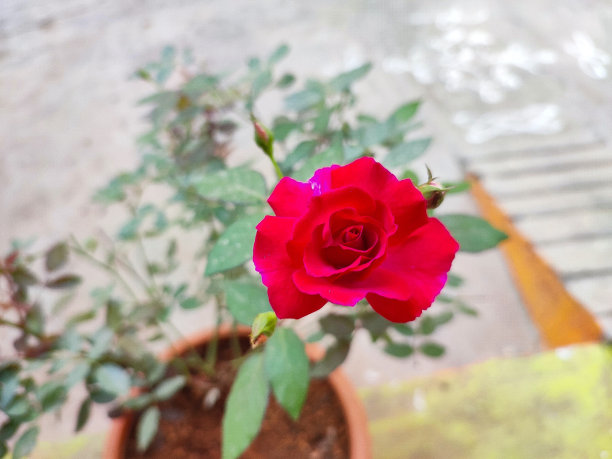 特写视图和选择焦点的一个美丽的红色玫瑰的颜色图片下载