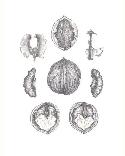 胡桃的素描，胡桃的植物插图图片下载