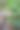野生植物图片下载