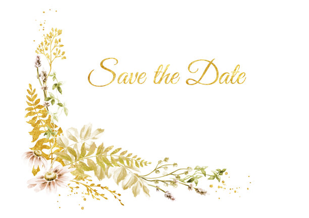 野草和野花。夏季田园构图、花束、装饰理念。手绘水彩插图孤立在白色背景上图片下载