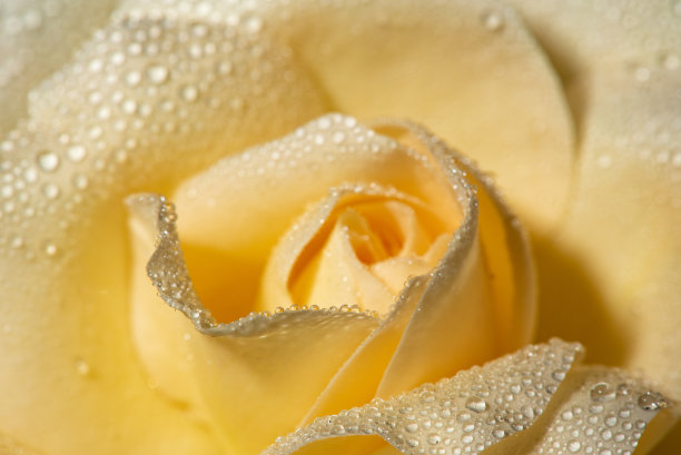 带有露珠的黄色玫瑰，通过微距镜头，选择性聚焦。图片下载