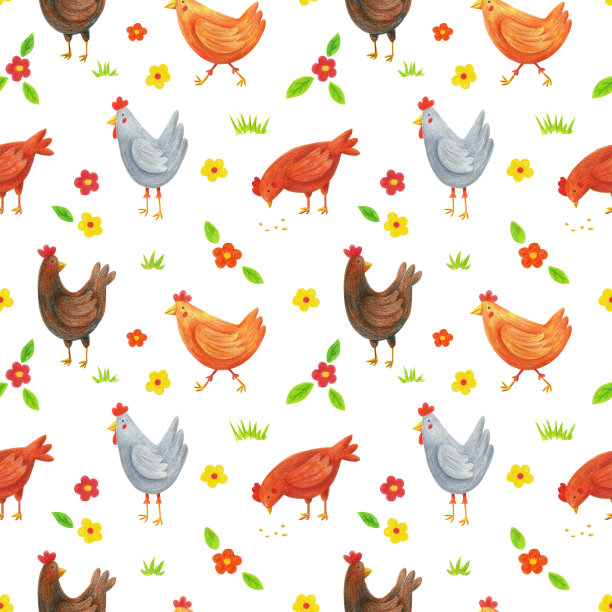 母鸡颜色铅笔图案在白色图片下载