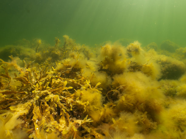 被穿透水中的阳光照亮的小泡墨角鱼或囊鱼。图片来自瑞典之声图片下载
