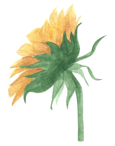 黄色向日葵的水彩插图侧视图图片下载