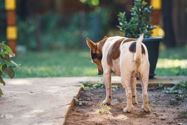 从后面看，一只可爱的小狗站在花园里的地上图片下载