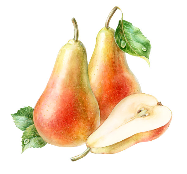 绿叶梨，半梨，水彩画图片下载