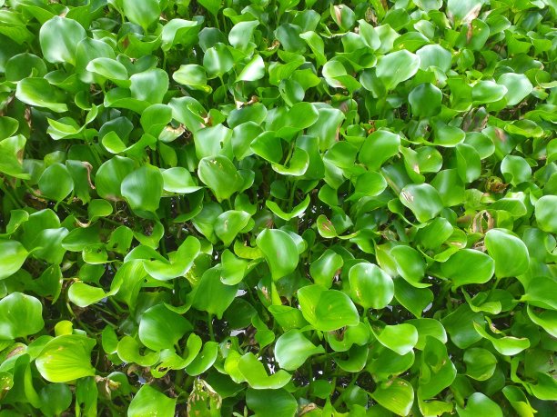 绿色水葫芦群漂浮植物图片下载