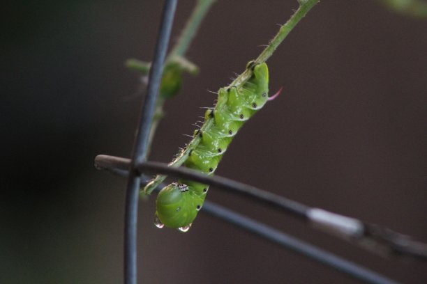 一个绿色的毛毛虫图片下载