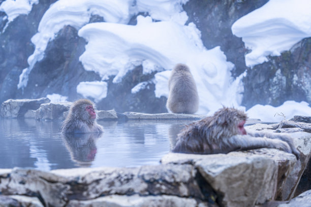 雪猴。函馆以其罕见的猴子而闻名，它们像人类一样热衷于在温泉中洗澡。日本。图片下载