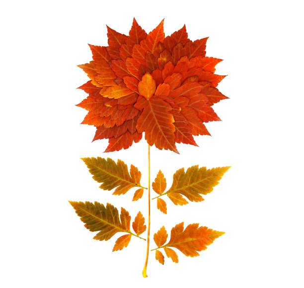 秋叶孤花于白，创造自然概念图片下载