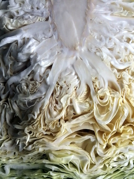 包心菜图片下载