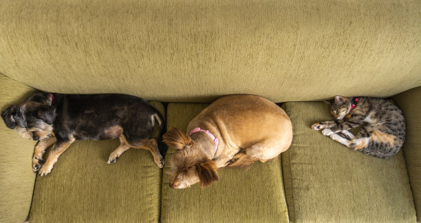 一只黑色的狗，一只黄色的狗和一只灰色的猫睡在客厅的绿色沙发上的俯视图图片下载