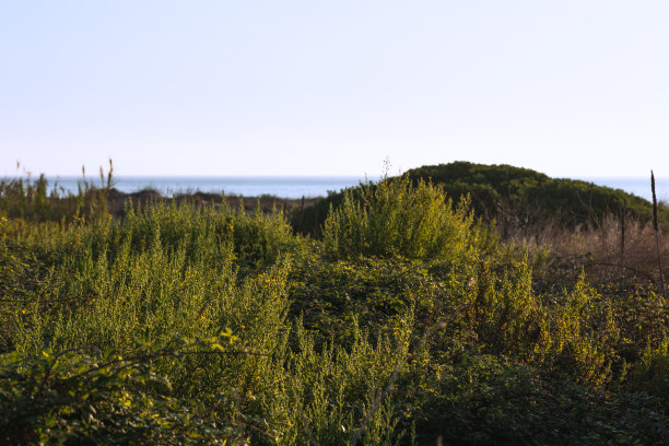 绿草海岸图片下载