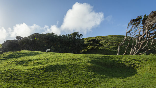 南岛金湾，小羊站在起伏的青山上。图片下载