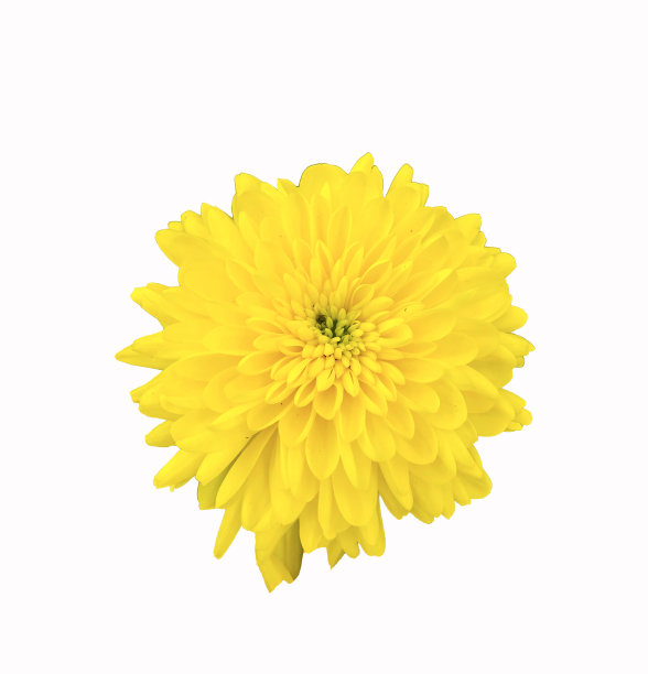 照片花,隔离图片下载