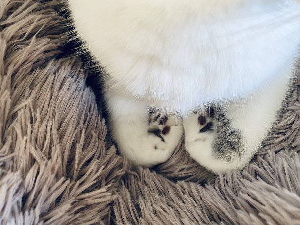 可爱的猫爪子图片下载