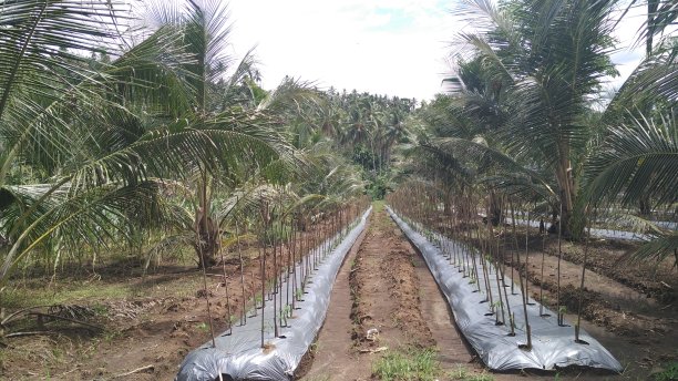 椰子农林业，混合种植图片下载