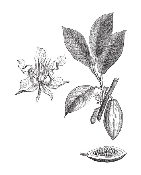 可可树-巧克力-复古雕刻插图图片下载