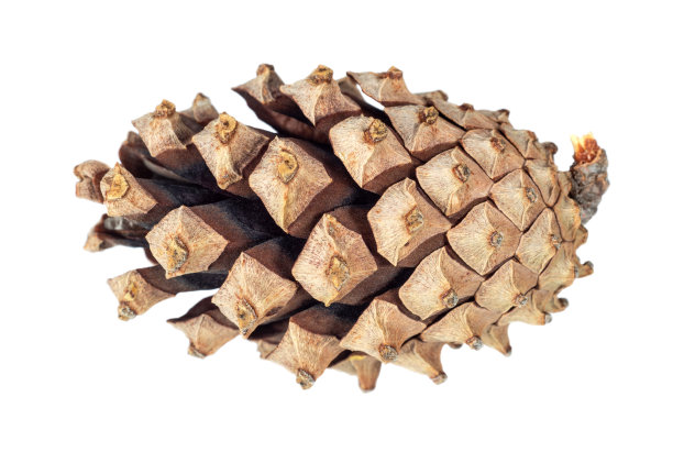 近距离观察松果图片下载