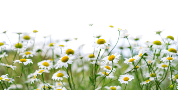 甘菊孤立在白色背景上。图片下载