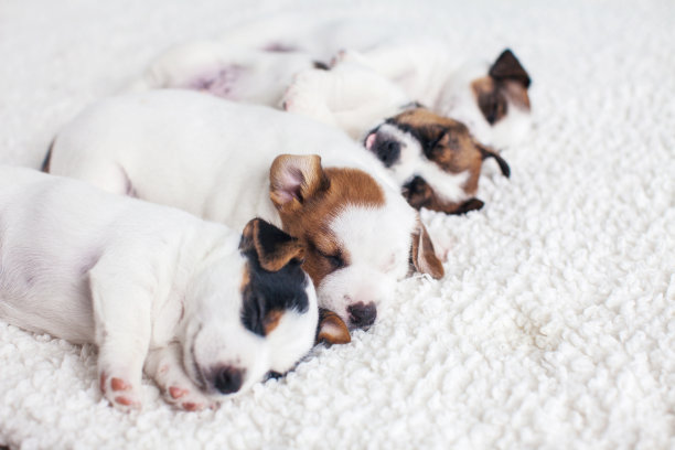 新生小狗睡在柔软的毯子上图片下载