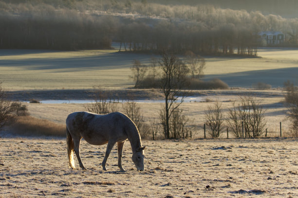 瑞典哈兰，寒冷的冬天里的马图片下载