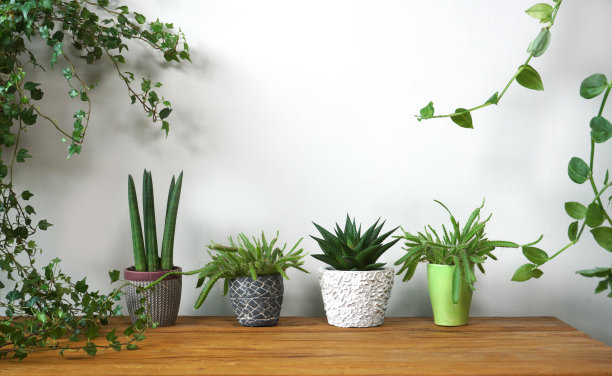 不同的有机室内植物和桌子上的装饰品。家居花园绿色工业室内的组成。城市丛林内部的室内植物。杂志的绿色概念。迷你肉质植物图片下载