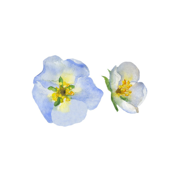 集水彩花草莓花孤立在白色背景上。手绘插图印刷，卡片，不干胶。剪辑艺术。图片下载