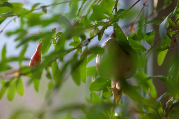 树枝上的石榴图片下载