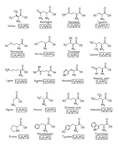 手绘氨基酸化学分子式，以涂鸦形式分离图片下载