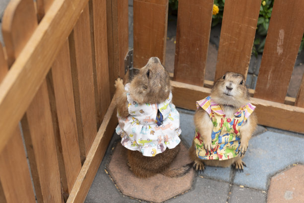 穿衬衫的松鼠站在笼子里图片下载