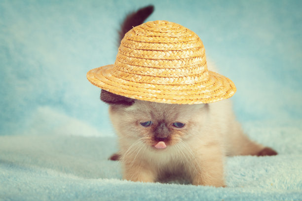 一个有趣的泰国小猫的肖像，头上戴着一顶草帽图片下载