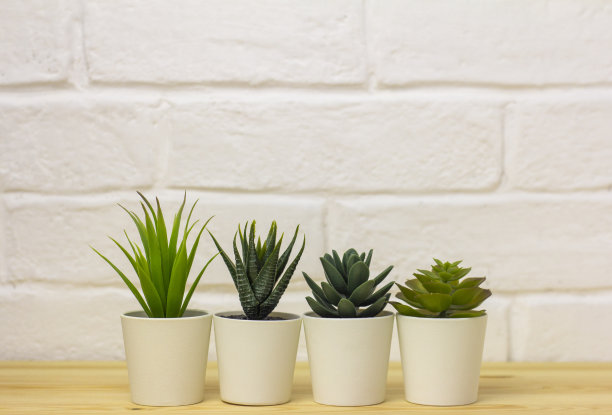 室内人工植物，各种盆栽多肉植物。多肉植物在白色迷你盆。家居装饰的创意。空间的副本。图片下载
