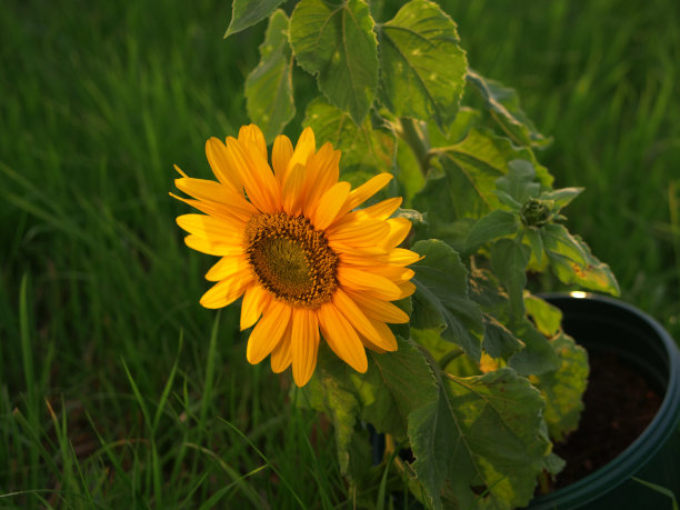 盛开的向日葵在绿色的草地背景图片下载