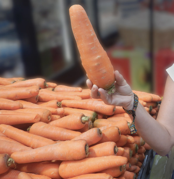 这只手拿着一个巨大的胡萝卜来比较大小和背景中的一串胡萝卜。巨型胡萝卜，猩红南特，食物背景。图片下载