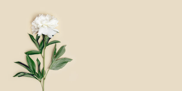 一个自然的新鲜白色牡丹花与绿色的叶子在柔和的米色背景。最小的贺卡。图片下载